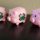 3 4h Pigs