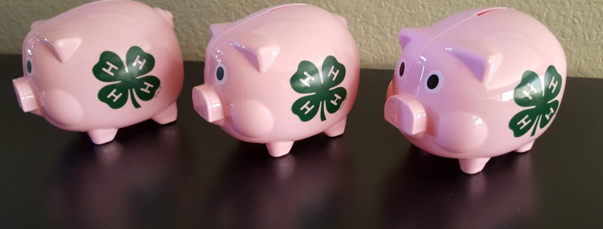3 4h Pigs